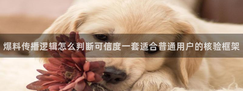 网络资讯动态